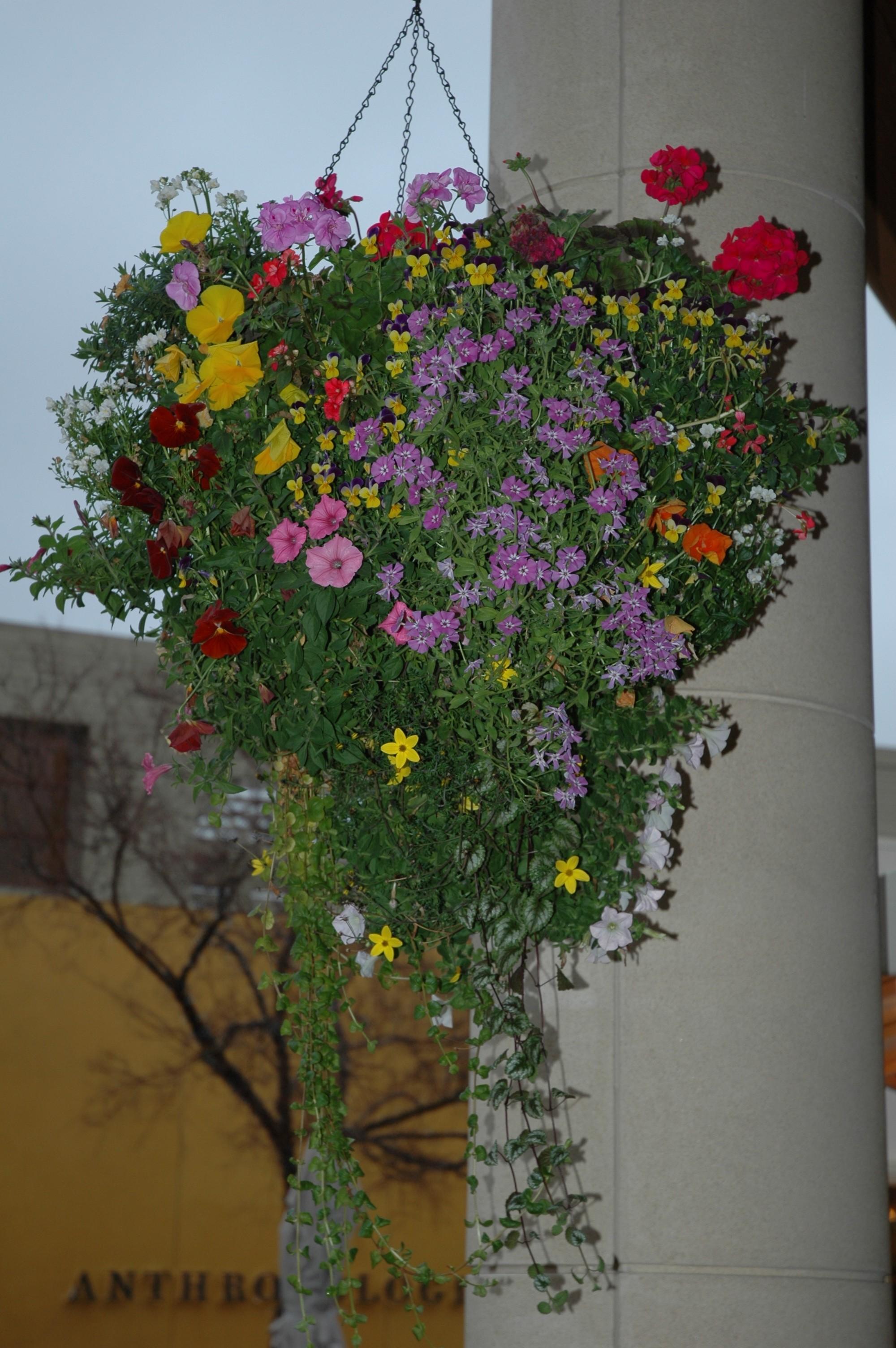 16" California Winter Basket