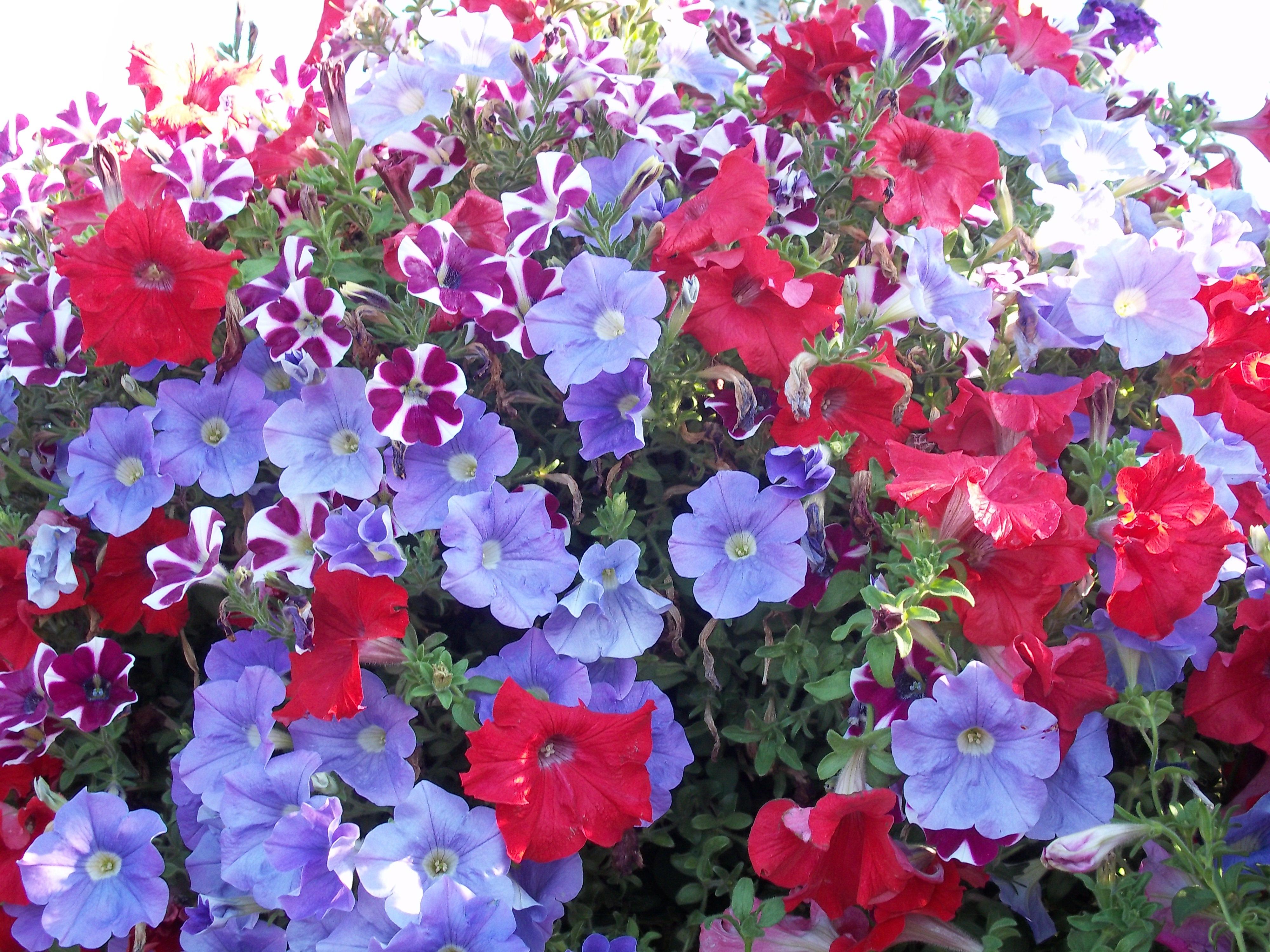 #10 Black Pot for California