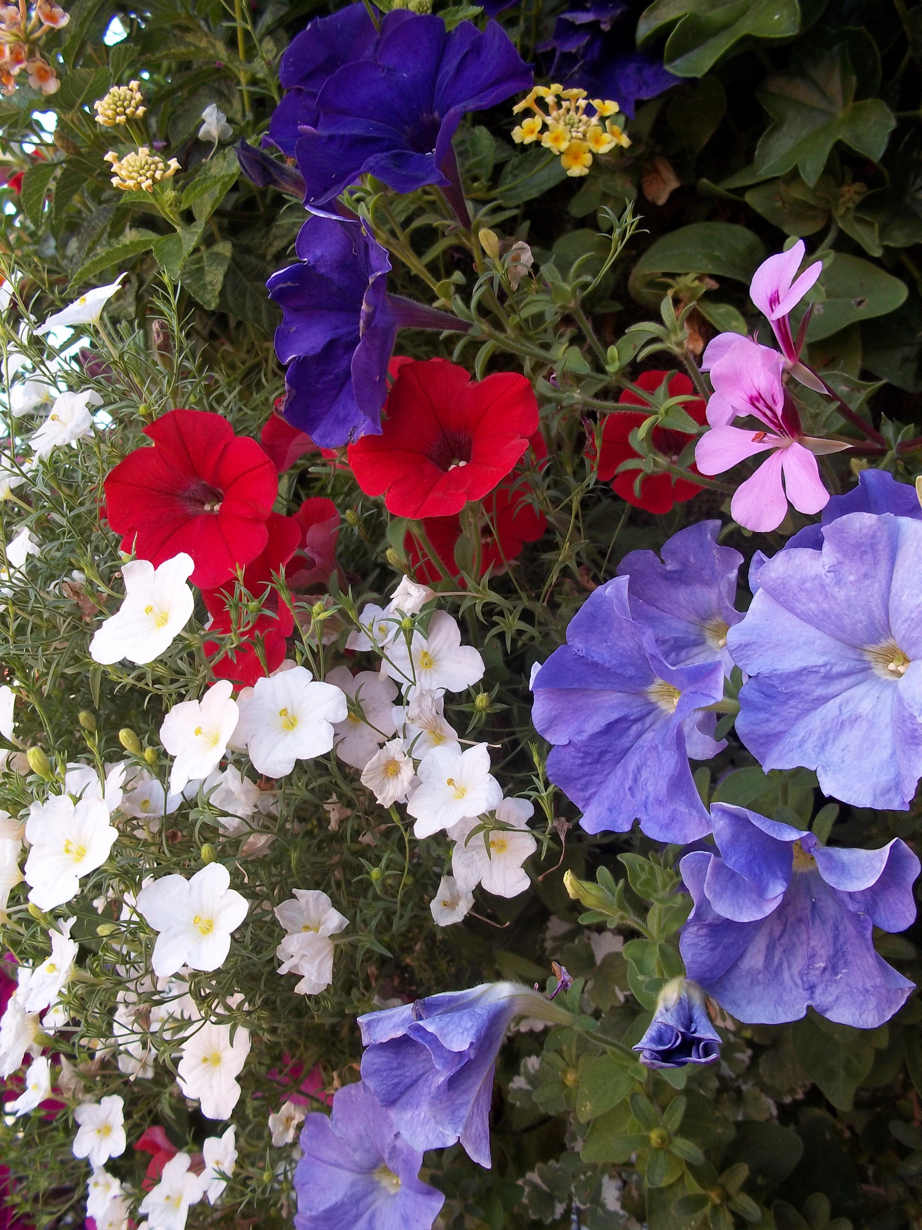 #10 Black Pot for Oregon