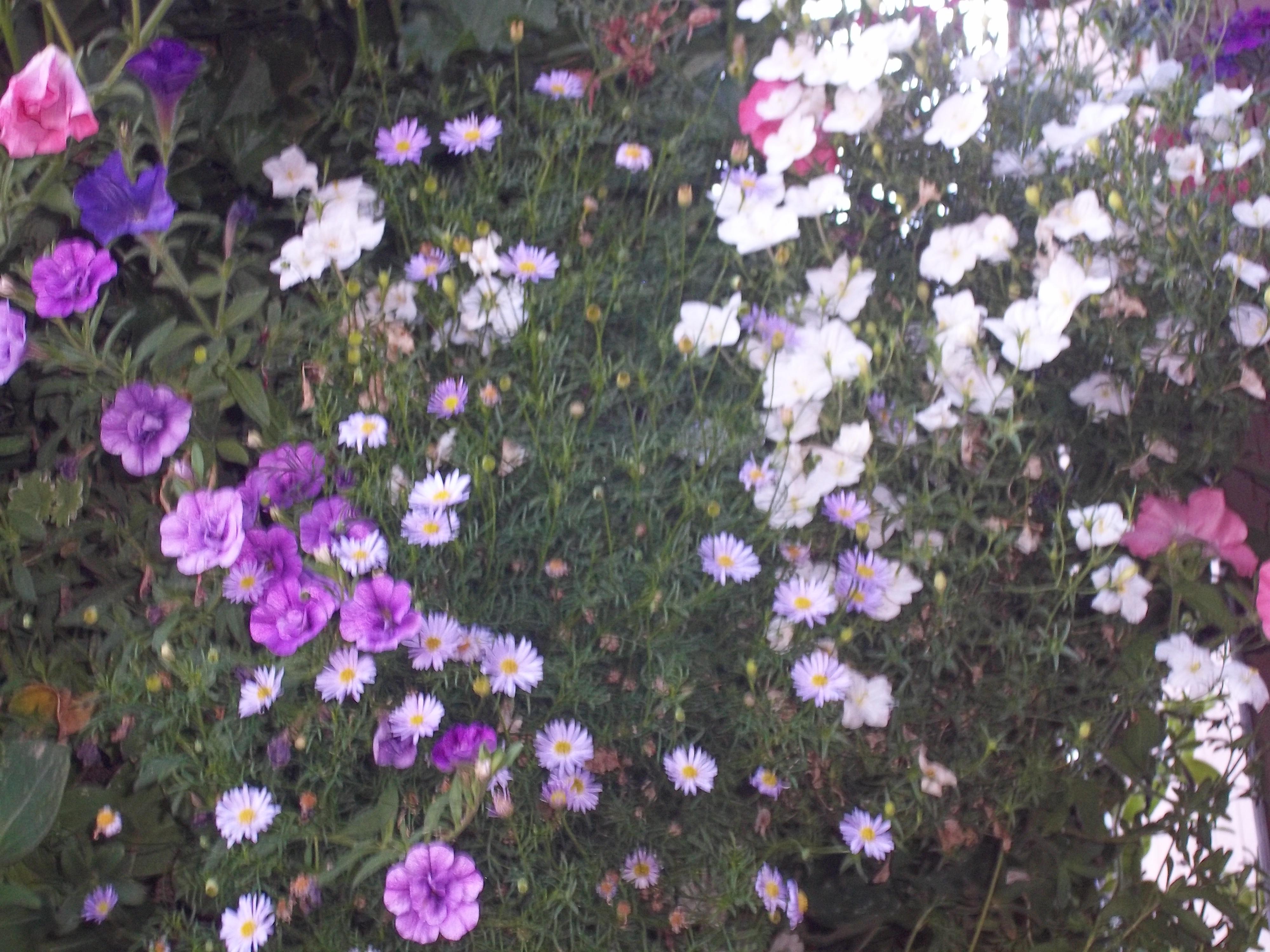 #7 Black Pot for California