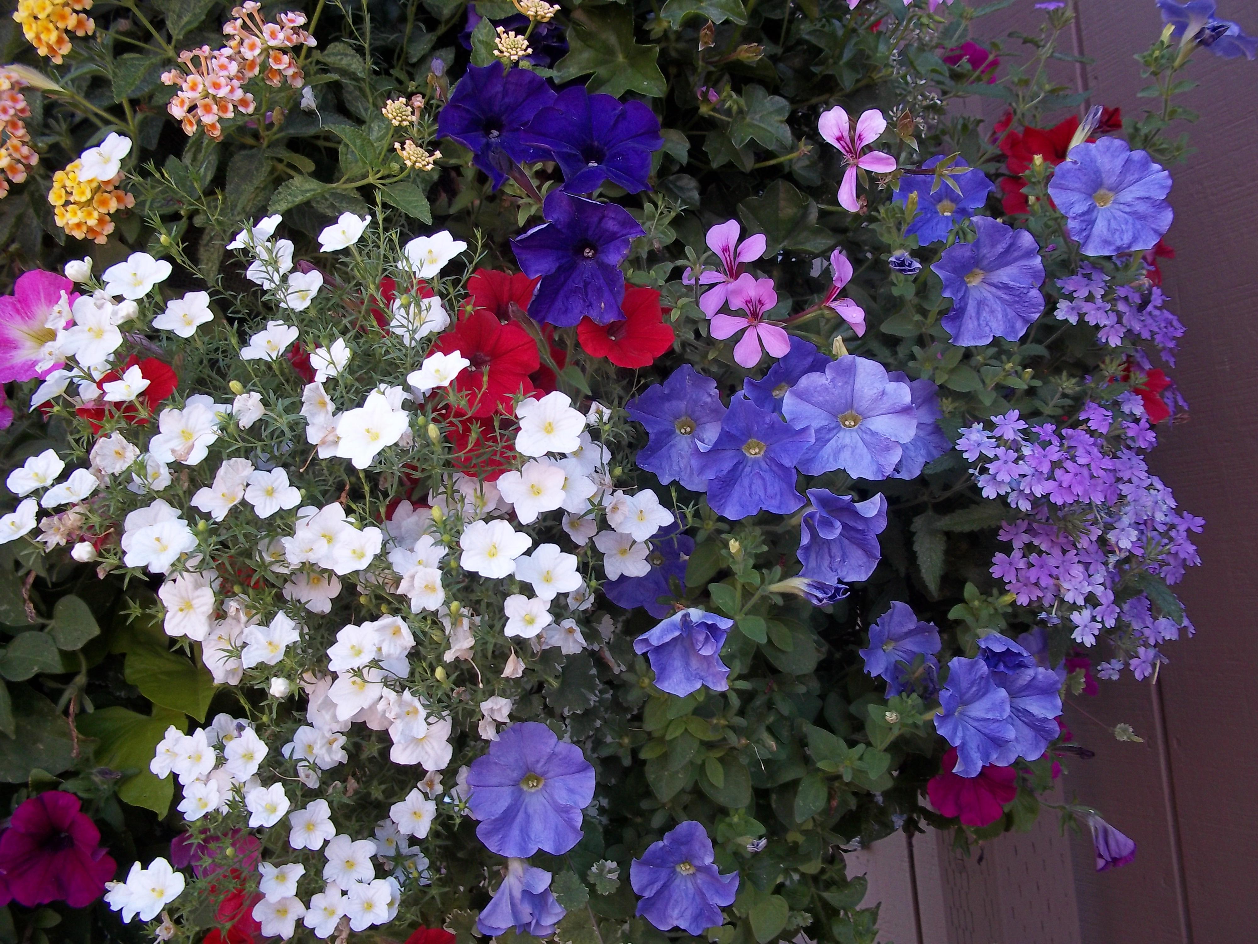 #7 Black Pot for Oregon