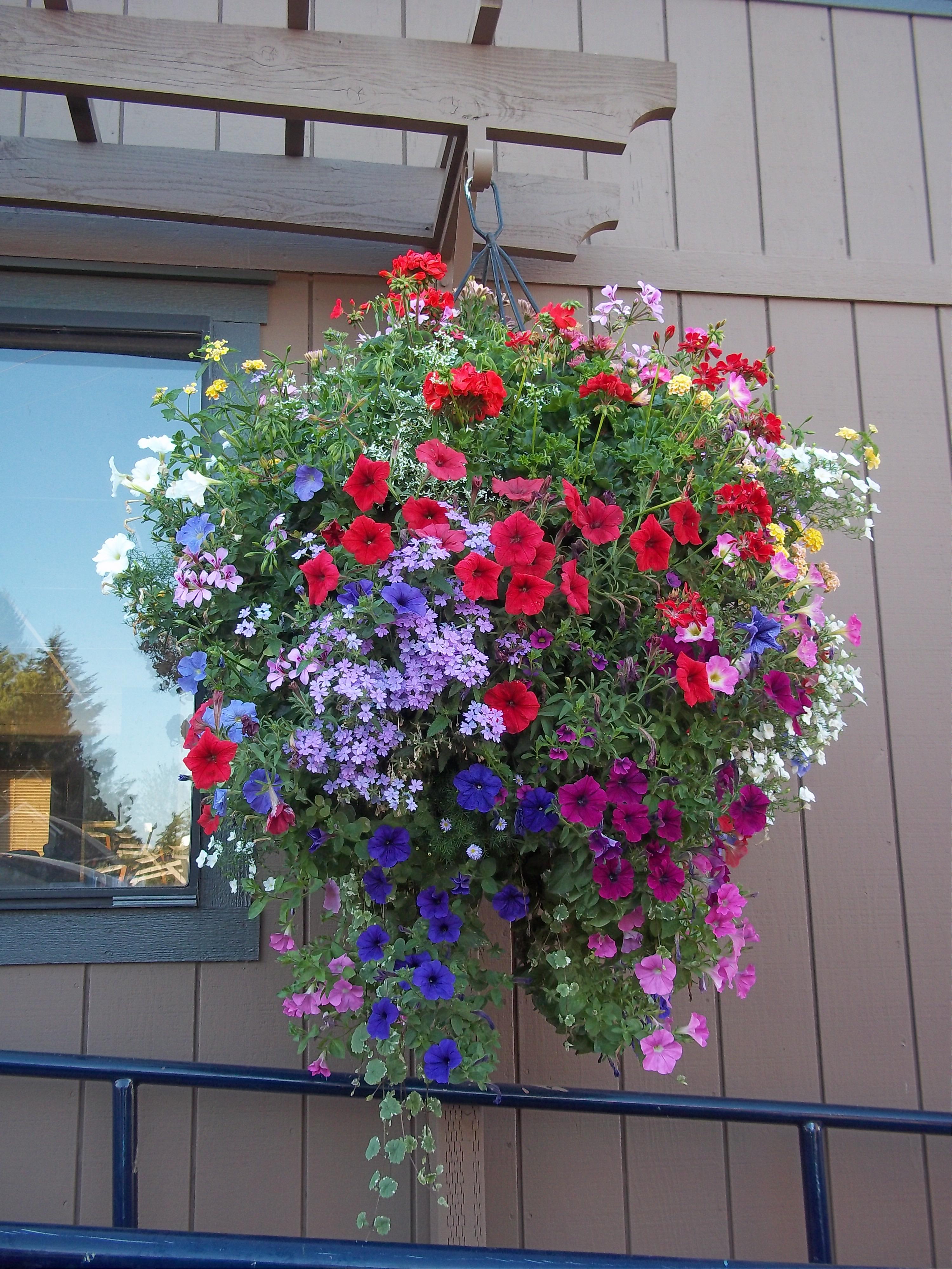 24" Hanging Basket for Oregon