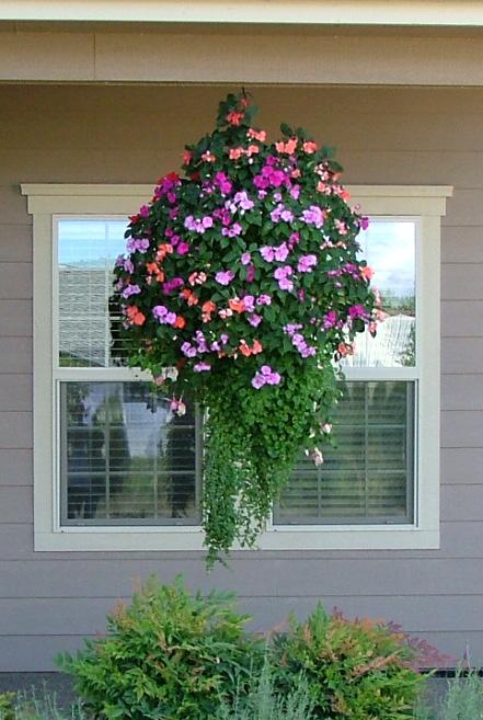 20" Hanging Basket for California