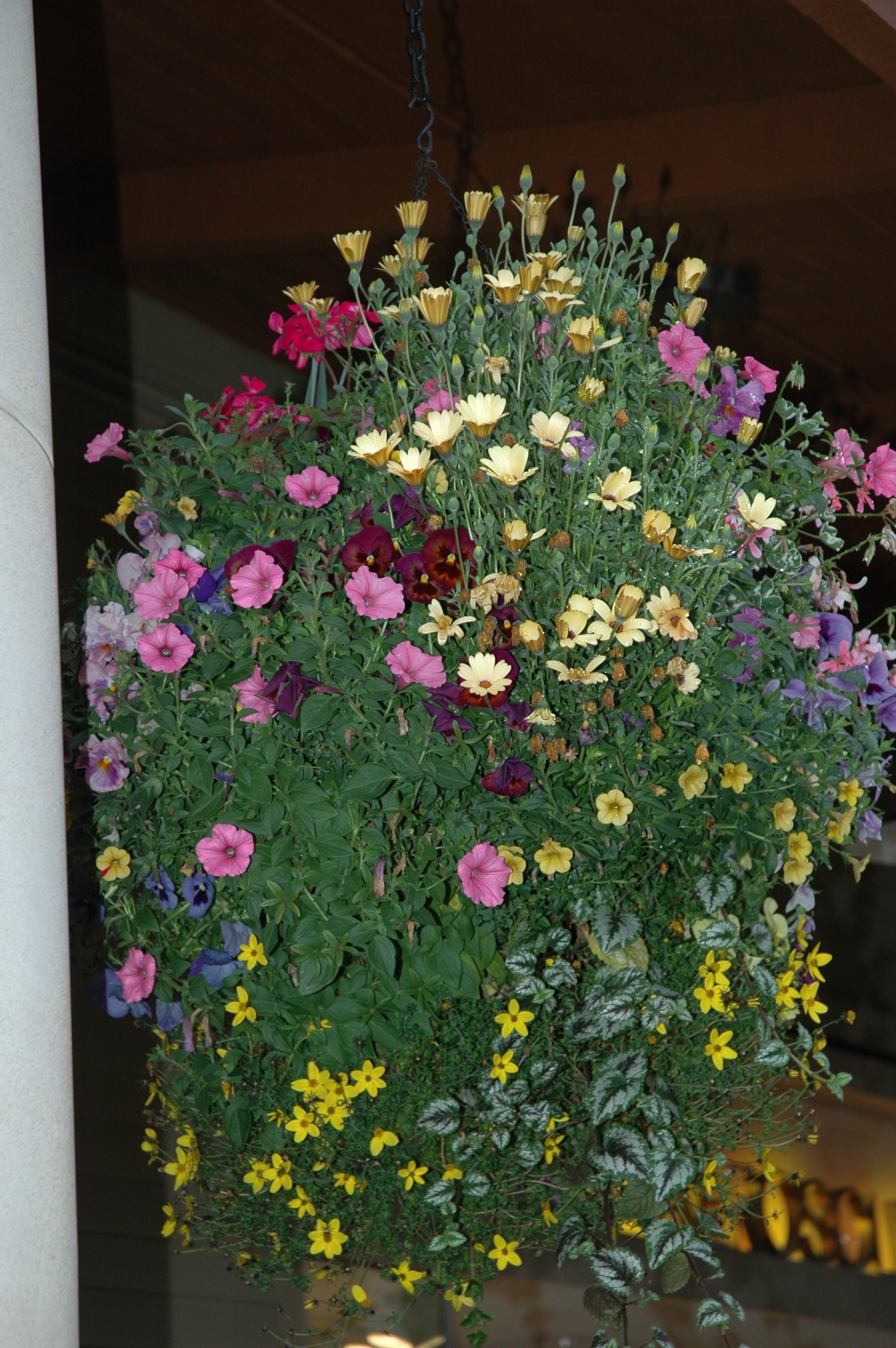 24" California Winter Basket